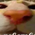 Anilate
