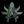 Luks_is