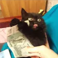 Cамизнаетехто